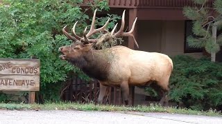 Elk Rut Action in Estes Park Colorado  Bull Elk Bugle [upl. by Bakerman]