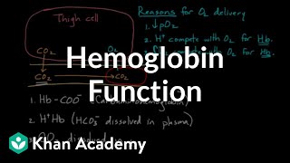 Hemoglobin moves O2 and CO2  Human anatomy and physiology  Health amp Medicine  Khan Academy [upl. by Ynehpets]