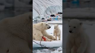 A heartfelt tale of a bear cub seeking a sailors help to save its gravely injured motherpolarbear [upl. by Aitekram]