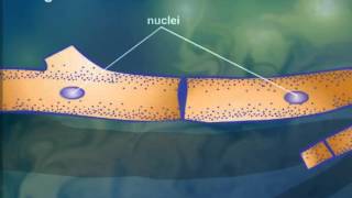 Cell StructureCytoplasmic Streaming [upl. by Chryste]