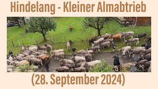 Hindelang kleiner Almabtrieb 28 September 2024 [upl. by Talanta]