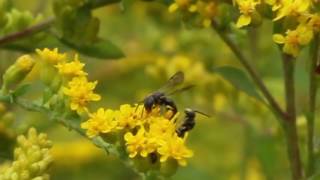 Mating behavior of Masked Bee Hylaeus [upl. by Ahsoyem]