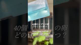 メダカの卵からどのくらい育った？ How long have medaka eggs grown [upl. by Ennasor]