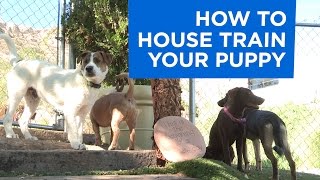 How to House Train Your Puppy [upl. by Aramit]