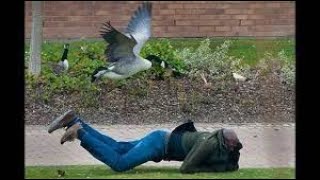 FUNNIEST Geese Attack Compilation  MUST SEE Angry goose video NEW HD [upl. by Sutherlan167]