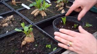 How to take dahlia cuttings [upl. by Sucrad105]