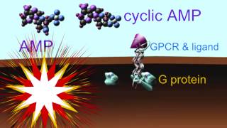 SECOND MESSENGER CYCLIC AMP [upl. by Barren]