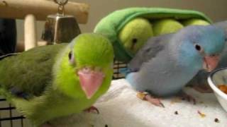 Baby parrotlets playingeating  45 weeks old [upl. by Sower]