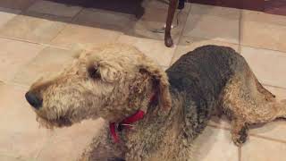 Airedale terrier dog howling [upl. by Casimire]