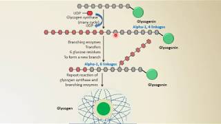 Glycogen Synthesis  Glycogenesis  Glycogen Metabolism  NEET PG  Biochemistry [upl. by Basilio]