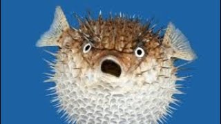 Puffer Fish Sound Effect [upl. by Inohtna]