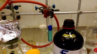 Reaction of copperII sulfate and pyridine [upl. by Akedijn107]