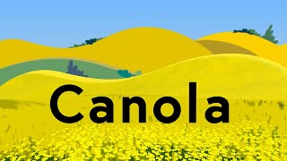 Canola Explained [upl. by Shaylah]