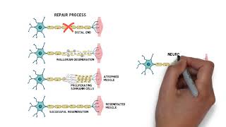 Myelin Repair [upl. by Lazar]