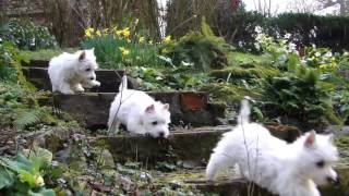 Puppy Playtime  Westie pups have fun in the garden [upl. by Aileda805]