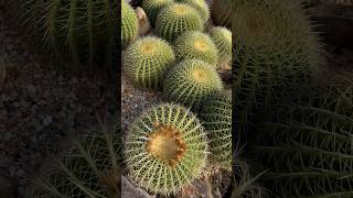 Discover the Beauty of Echinocactus nature plants cactus [upl. by Thatcher576]