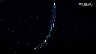 Weird and Wonderful This little siphonophore has a big impact on deepsea food webs [upl. by Fortuna]