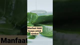 manfaat lidah buaya untuk rambut [upl. by Meta207]