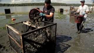 Oyster farmers and ocean acidification [upl. by Adnolehs795]