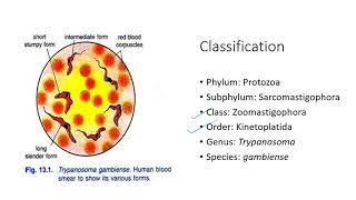 Trypanosoma morphology discovery polymorphism lifecycle pathogenicity treatment prevention [upl. by Lebiram]