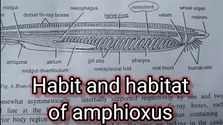 Habit and habitat of amphioxusbranchiostomazoologygirl on fire [upl. by Nived]