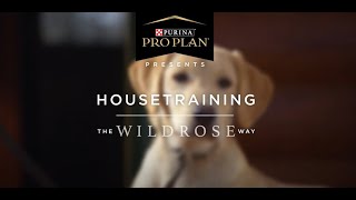 Puppy Training The Wildrose Way Housebreaking Your Puppy [upl. by Goldia]