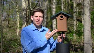 How to Provide a Safe Nest Box for Bluebirds [upl. by Thorner]