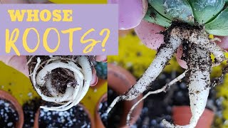 HOW TO REPOT SUCCULENTS FROM STORE  Repotting Succulents From Store  Haworthia Plant Care  REPOT [upl. by Dnartreb]