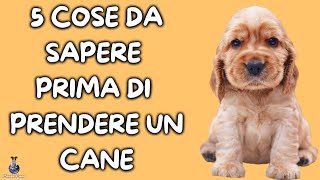 5 Cose Da Sapere Prima Di Prendere Un Cane [upl. by Ariaj702]