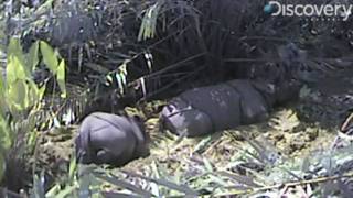 Rare Javan Rhinos Filmed [upl. by Atok]