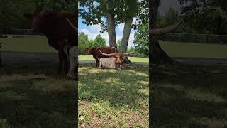 ⭕LONGHORN Cattle Breed ✅ Biggest Bulls And Cow [upl. by Mashe]