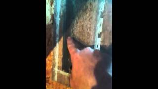 Gable Vent Screening Tip for Bats [upl. by Allcot427]