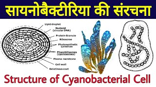 साइनोबैक्टीरिया कोशिका संरचना  cyanobacteria ki sanrachna  cyanobacterial cell structure  BGA [upl. by Llenreb]