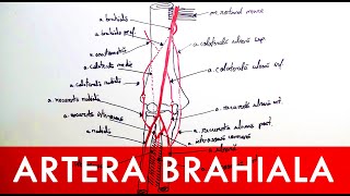 Artera brahială și rețeaua arterială a cotului [upl. by Ennaeiluj]