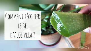 ALOE VERA COMMENT RECOLTER LE GEL COMMENT L UTILISER ET LE CONSERVER [upl. by Bertrand29]