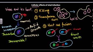 Cellular effect of viral infection [upl. by Jensen207]