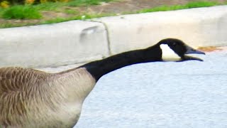 Canada Geese Fighting Honking Loud Sounds [upl. by Nylasoj]