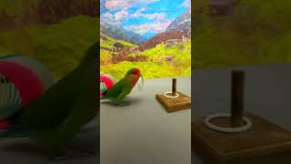 Bird Training  Smart lovebird Parrot  Smart Little Cute Parrot training smartparrot cute [upl. by Cole233]