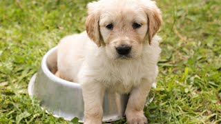 Brushing Your Dogs Teeth  Is It Necessary for Golden Retrievers [upl. by Eveam]