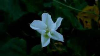 moonflower opening real time [upl. by Hunfredo]