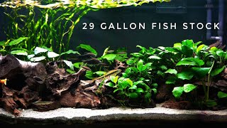 29 Gallon Planted Aquarium Fish Community [upl. by Idden521]