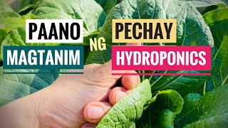 PAANO MAGTANIM NG PECHAY HYDROPONICS How to Plant Pechay thru Hydroponics EASY [upl. by Aliuqa]