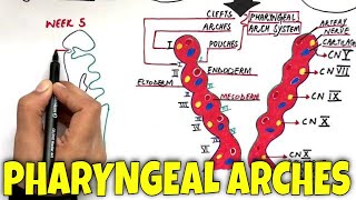 Pharyngeal Arches and its Derivatives  MASTER it in 7 minutes [upl. by Raymond682]