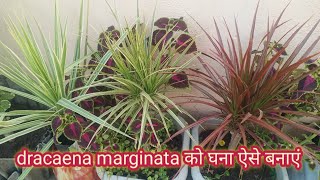 all about dracaena marginata  घना कैसे बनाएं  खूबसूरत परमानेंट पौधा [upl. by Gus]