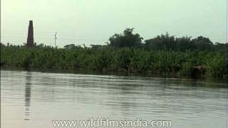 Ganges freshwater Dolphin jumps in the Yamuna river [upl. by Asserrac718]