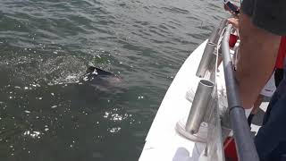 Giant 200 pound stingray in Moriches Bay on Rosie [upl. by Toinette]