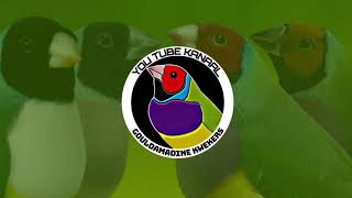 Gouldamadines van Sylvain Swyns  promo video  gouldianfinches from Sylvain Swyns [upl. by Wordoow]