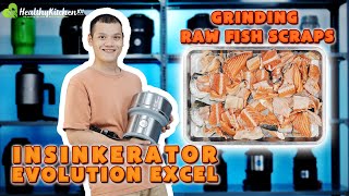 Grinding Raw Fish Scraps With InSinkErator Evolution Excel Garbage Disposal Most Advanced Chamber [upl. by Engdahl727]