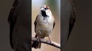 AI Stock Video Sparrow ai stockvideo sparrow wildlife video shorts ytshorts birds bird [upl. by Jer]