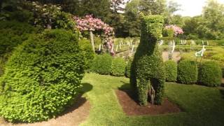 Best Plants for Topiary [upl. by Ailadgim311]